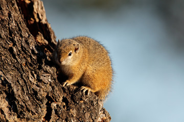 Tree squirrel