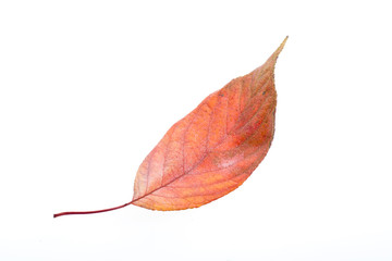 Leaves on a white background