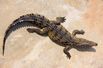 crocodile laying in farm