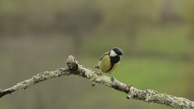 Carbonero com&uacute;n silvestre