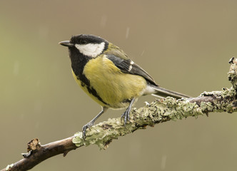 Obraz premium Cantando bajo la lluvia