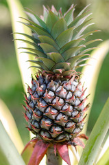 Fresh Pineapple