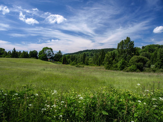 Obraz premium Meadow