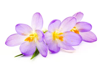 Foto auf Acrylglas Krokusse Krokus auf weißem Hintergrund - frische Frühlingsblumen