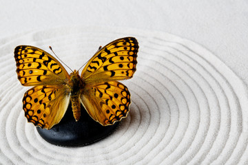 Fototapeta na wymiar Zen stone z motylem