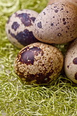 Obraz premium Easter decoration with chick and eggs 