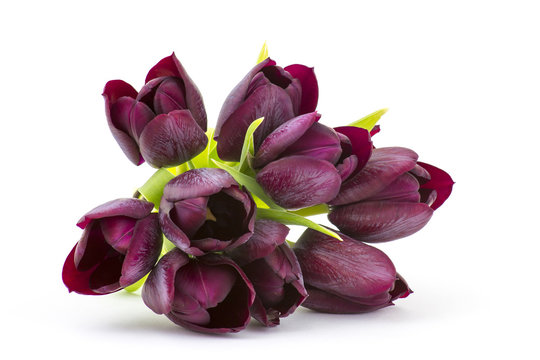 Purple Tulips On White Background