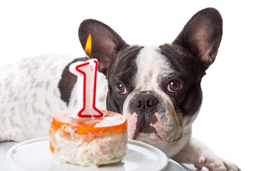 French bulldog on his first birthday with doggy cake