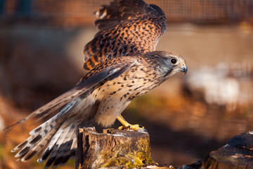 Kestrel sitting on stump