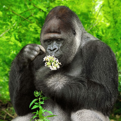 Goryl podziwia kwiaty - obrazy, fototapety, plakaty