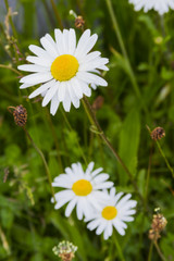 close up of daisy growing in field