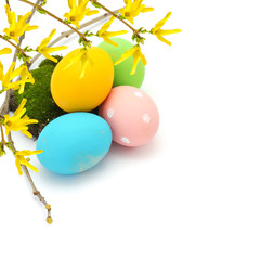 Easter eggs and forsythia flowers isolated on white