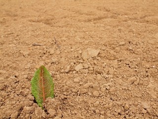 Dry ground of cracked and crushed clay with green grass