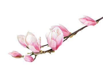 Magnolia flower branch isolated on a white background - obrazy, fototapety, plakaty