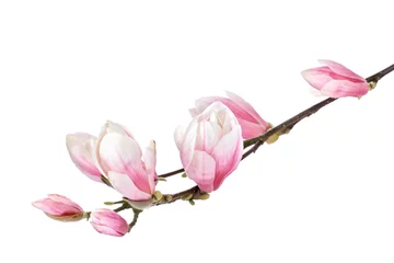 Fotobehang Magnolia bloem tak geïsoleerd op een witte achtergrond © gtranquillity