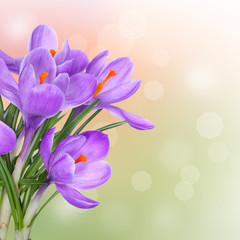 Fototapeta na wymiar Spring background with purple crocus flowers
