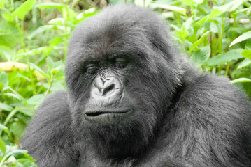 Mountain Gorilla in Volcano National Park (Rwanda)