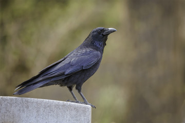 Raven sitting on a gravestone
