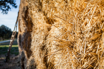 Straw macro shot background and texture