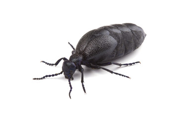 European oil beetle (Meloe proscarabaeus) isolated on white