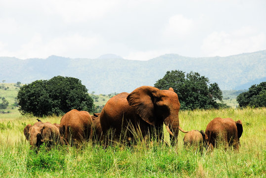 Herd of elephants, Kidepo Valley National Park (Uganda)