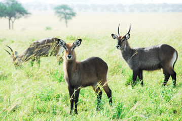 Waterbuck herd, Kidepo Valley National Park (Uganda)