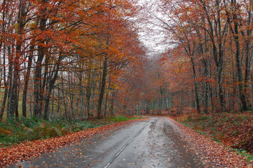 Fototapeta na wymiar road in the forest in autumn, fall colors