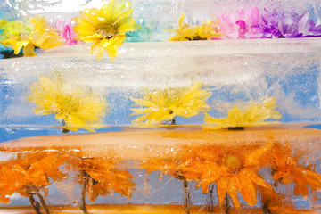 Obraz na płótnie Canvas Flowers Frozen in Blocks of Ice