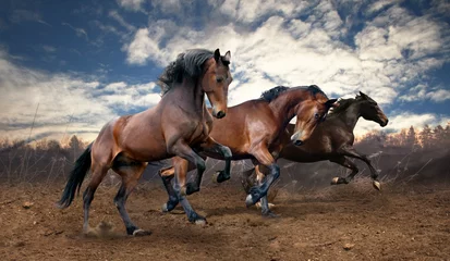 Fototapeten wilde Jump Bay Pferde © SashaS