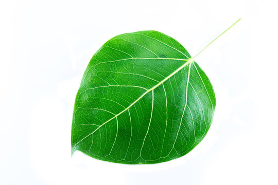 bodhi tree leaf