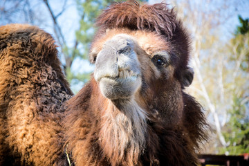 portrait of a camel