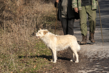 Mature couple with white mongrel dog for a walk on stone road