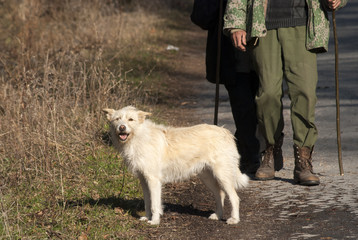 Mature couple with white mongrel dog for a walk on stone road