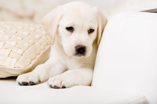 Close up of sad white Labrador puppy lying on the pillow