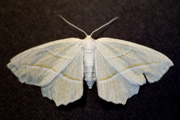 Fototapeta premium Moth Two