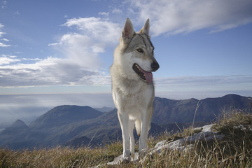 Lupo dei Carpazi (Cecoslovacco)