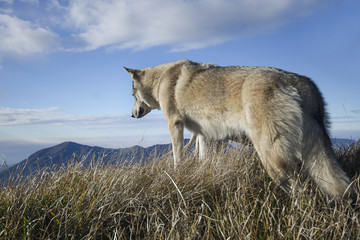 Lupo dei Carpazi (Cecoslovacco)