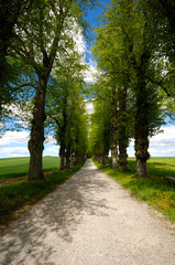 Fototapeta na wymiar Pathway with trees