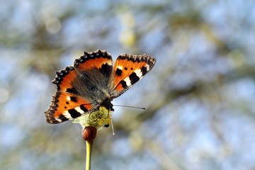 frühling / spring