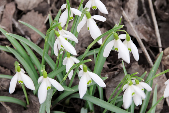 Snowdrops