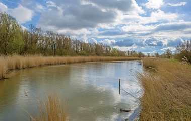 Reed bed along a lake in a cloudy rainy spring