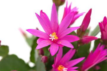 Christmas Cactus