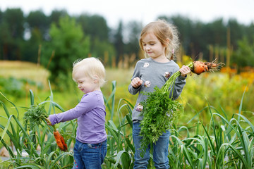 Adorable little girls picking carrots © MNStudio