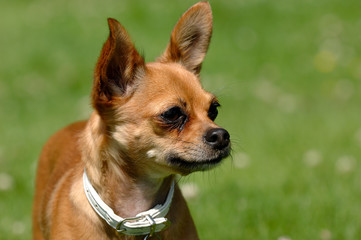 Naklejka na ściany i meble Chihuahua dog on green grass