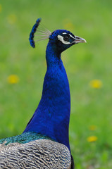 Obraz premium peacock - colorful bird