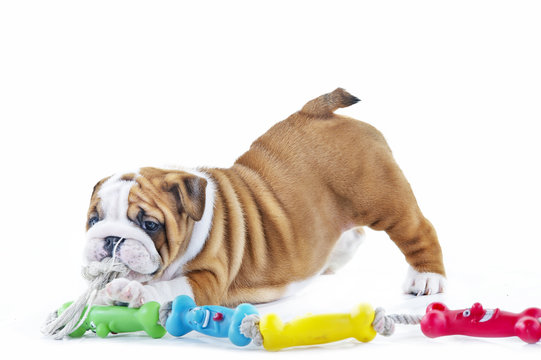 Cute english bulldog dog puppy with a toy