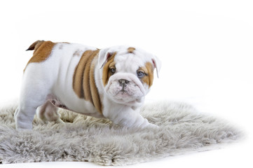 Obraz premium Cute english bulldog dog puppy