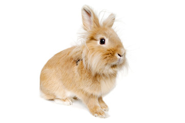 Rabbit isolated on white background