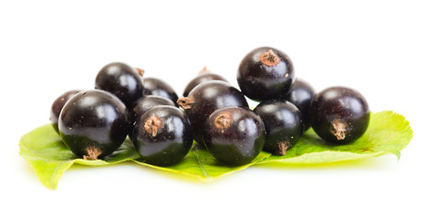 black currant on green leaves