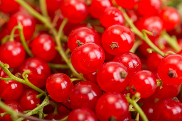Red currant berry close up colorful fruit background